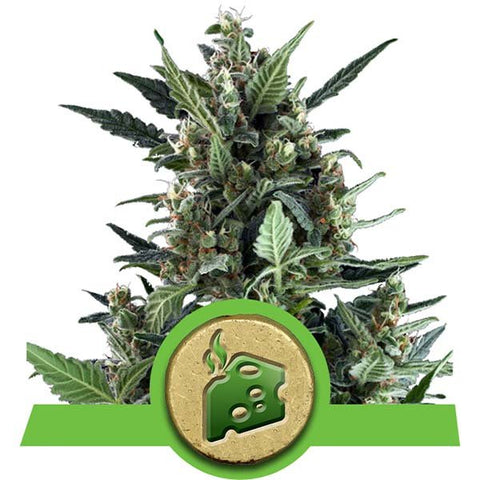 Royal Queen Seeds - Blue Cheese Automatic - The JuicyJoint