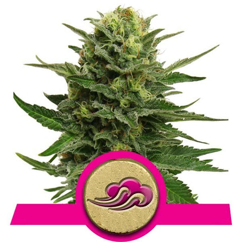 Royal Queen Seeds - Blue Mistic - The JuicyJoint