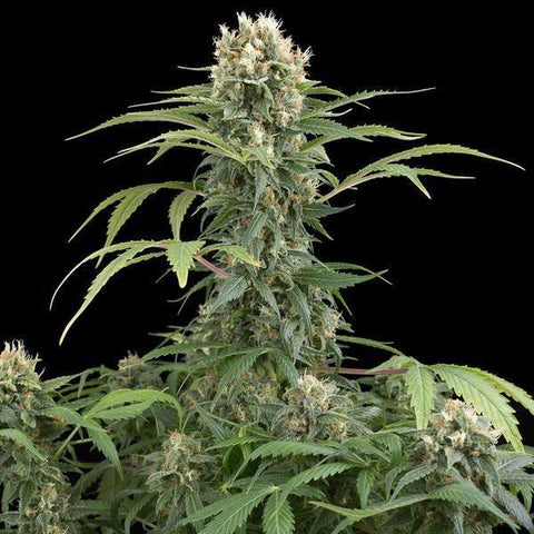 Dinafem - Critical Cheese Auto - The JuicyJoint
