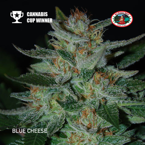 Big Buddha Seed - Blue Cheese - The JuicyJoint