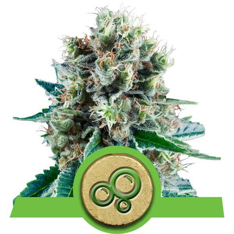 Royal Queen Seeds - Bubble Kush Automatic - The JuicyJoint
