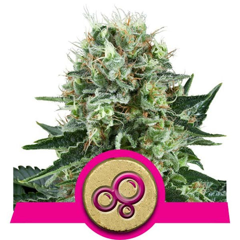 Royal Queen Seeds - Bubble Kush - The JuicyJoint
