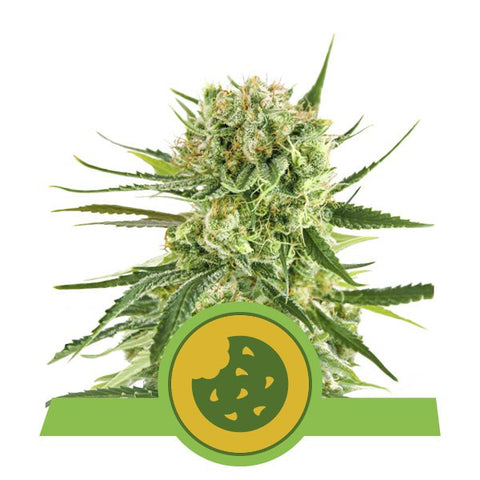 Royal Queen Seeds - Royal Cookies Auto - The JuicyJoint