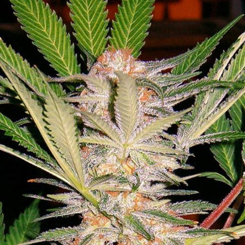 Sweet Seeds - Sweet Afghani Delicious S.A.D. Fast F1