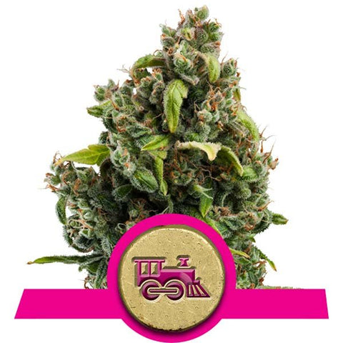 Royal Queen Seeds - Candy Kush Express (Fast Version) - The JuicyJoint
