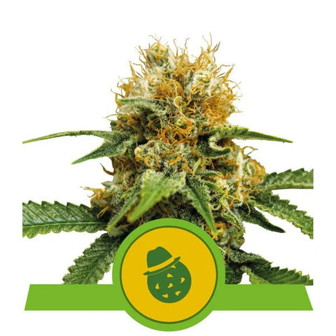 SALE!! Royal Queen Seeds -Do-Si-Dos Automatic