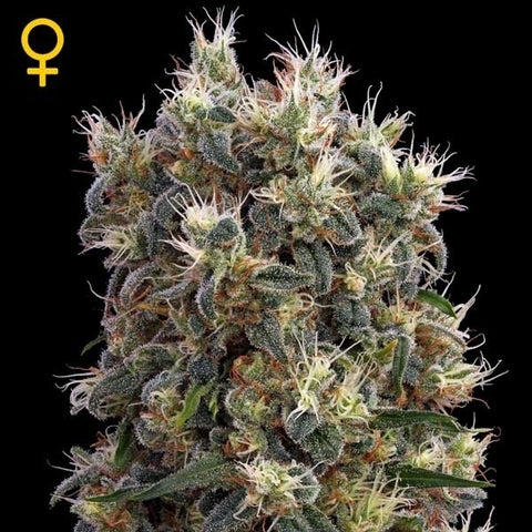 Green House Seeds - The Church - The JuicyJoint