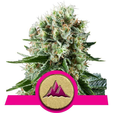 Royal Queen Seeds - Critical Kush - The JuicyJoint