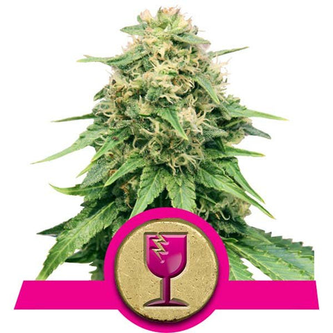 Royal Queen Seeds - Critical - The JuicyJoint