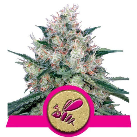 Royal Queen Seeds - Honey Cream Fast Version - The JuicyJoint