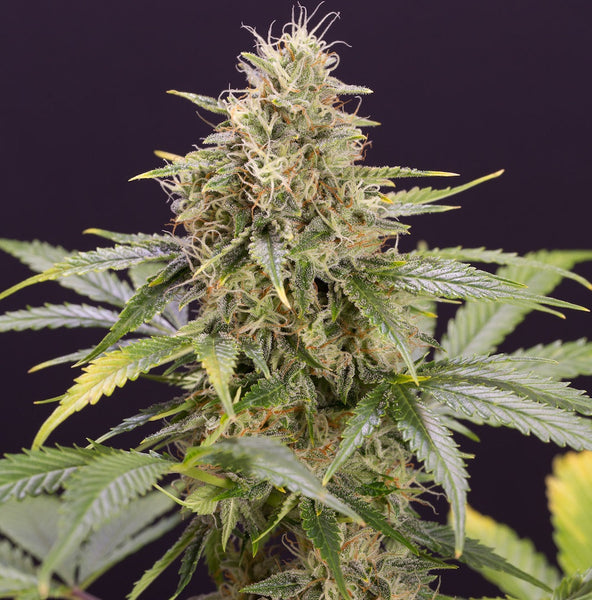 Humboldt Seeds - Chocolate Mint OG Auto – The JuicyJoint