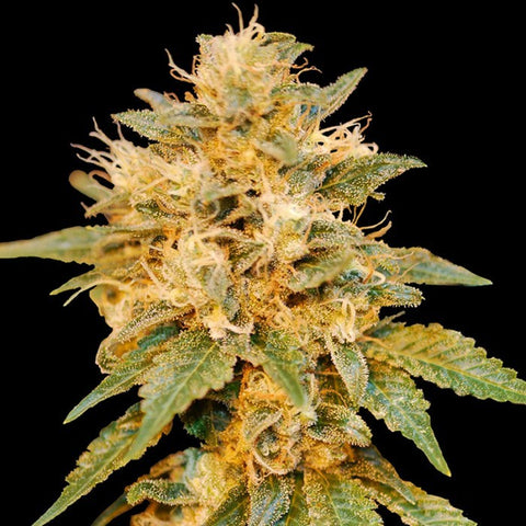 DNA Genetics - Limited Collection: Snowland - The JuicyJoint