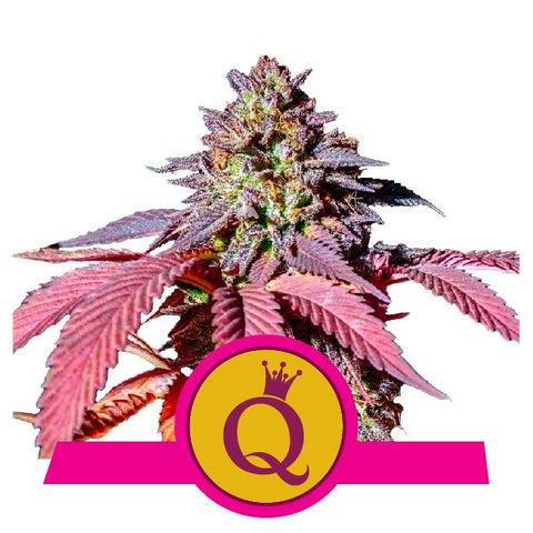 Royal Queen Seeds - Purple Queen - The JuicyJoint