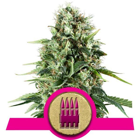 Royal Queen Seeds - Royal AK - The JuicyJoint