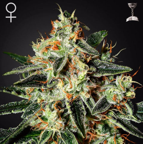 Green House Seeds - GH Cheese
