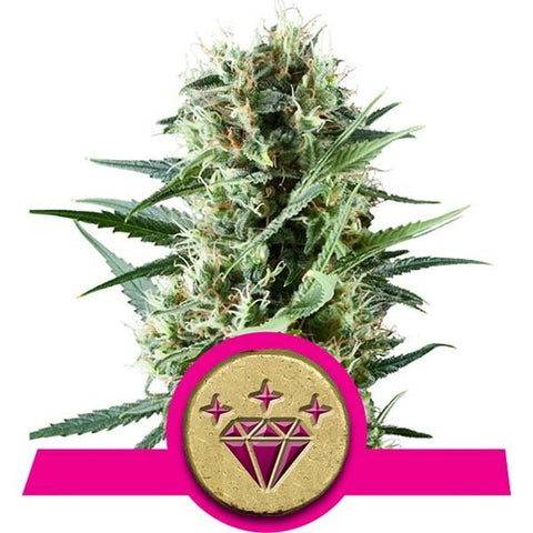 Royal Queen Seeds - Special Kush #1 - The JuicyJoint