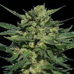 Serious Seeds - White Russian Auto - The JuicyJoint
