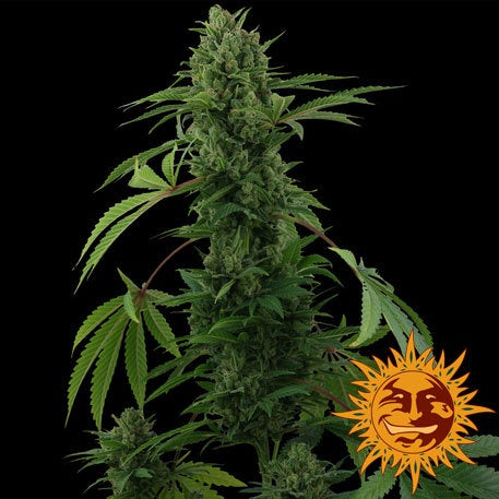 Barneys Farm Seeds - Pineapple Express Automatic - The JuicyJoint
