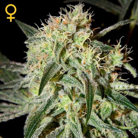 Green House Seeds - Damn Sour - The JuicyJoint