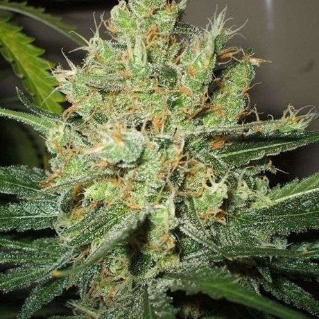 Nirvana - PPP (Pure Power Plant) - The JuicyJoint