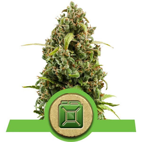 Royal Queen Seeds  - Diesel Automatic - The JuicyJoint