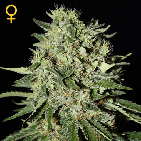Green House Seeds - The Doctor - The JuicyJoint