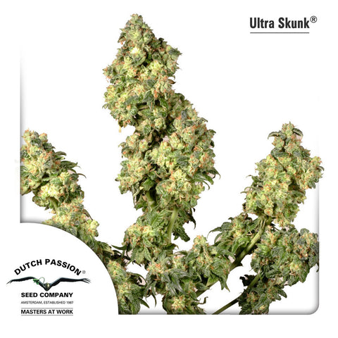Dutch Passion - Ultra Skunk - The JuicyJoint