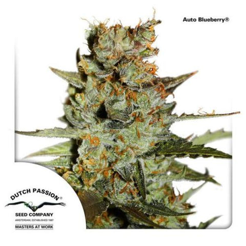 Dutch Passion Seeds - Blueberry Auto - The JuicyJoint