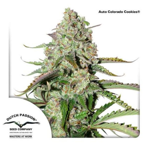 Dutch Passion Seeds - Colorado Cookies Auto - The JuicyJoint
