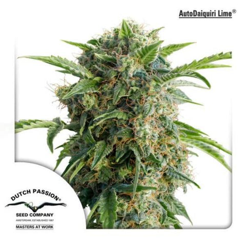 Dutch Passion Seeds - Daiquiri Lime Auto - The JuicyJoint