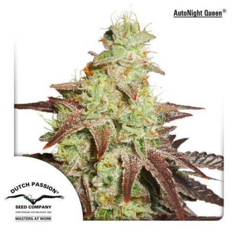 Dutch Passion Seeds - Night Queen Auto - The JuicyJoint