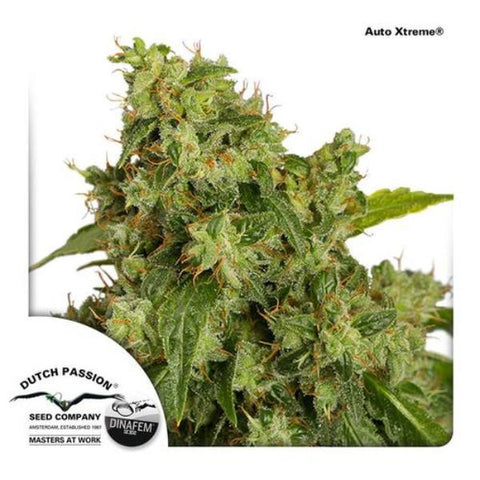 Dutch Passion Seeds - Xtreme Auto - The JuicyJoint