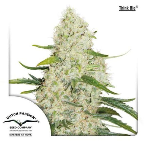 Dutch Passion Seeds - Think Big Auto - The JuicyJoint