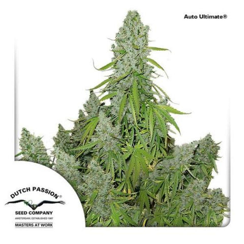 Dutch Passion Seeds - Ultimate Auto - The JuicyJoint