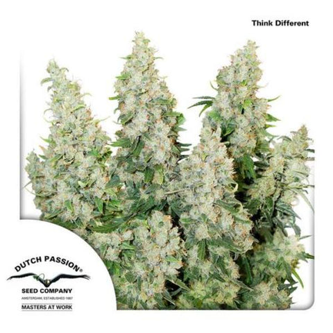 Dutch Passion Seeds - Think Different Auto - The JuicyJoint