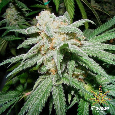 Flavour Chasers Seeds - Grapefruit Tangie