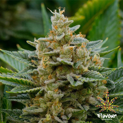 Flavour Chasers Seeds - Stardawg