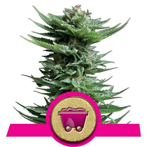 Royal Queen Seeds - Shining Silver Haze - The JuicyJoint