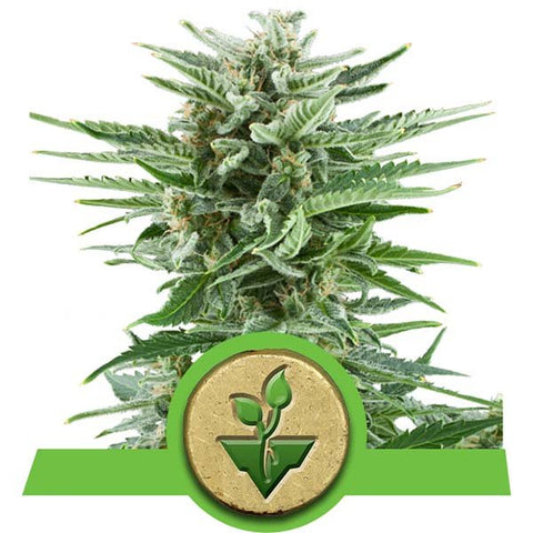 Royal Queen Seeds - Easy Bud - The JuicyJoint