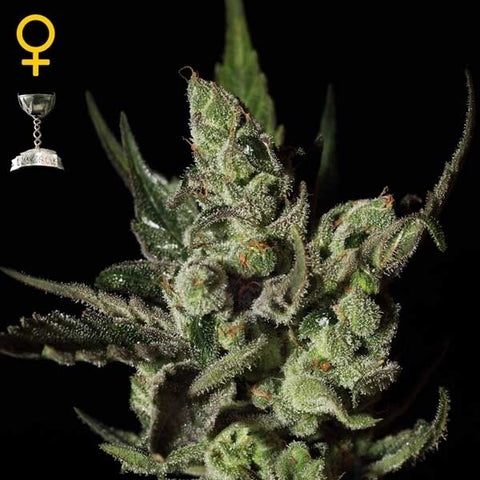 Green House Seeds - Exodus Cheese - The JuicyJoint