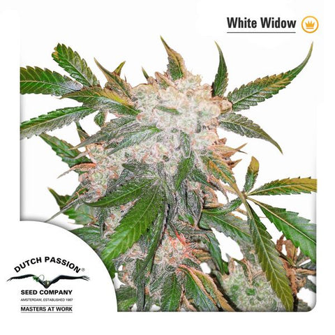 Dutch Passion - White Widow - The JuicyJoint