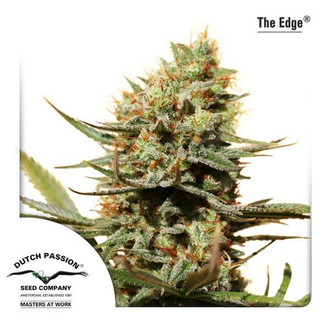 Dutch Passion - The Edge - The JuicyJoint