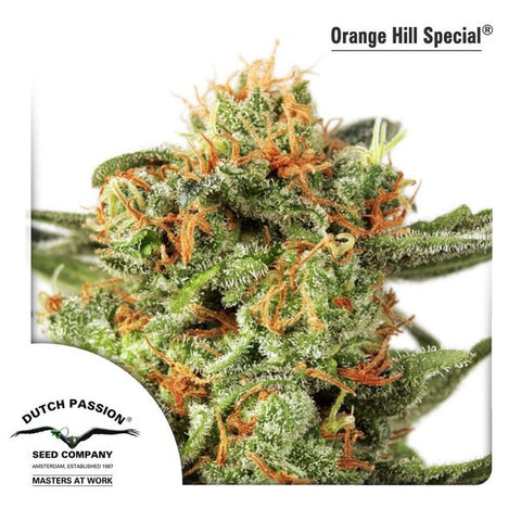 Dutch Passion - Orange Hill Special - The JuicyJoint