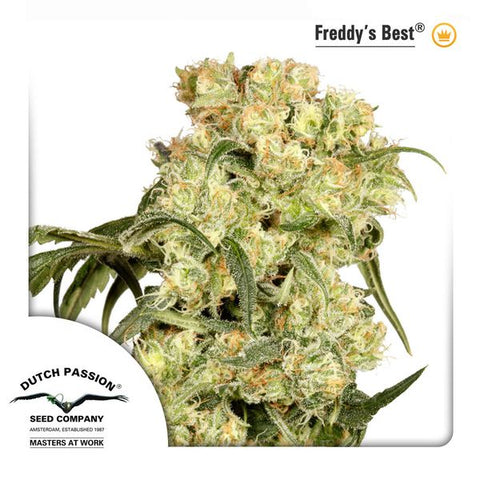 Dutch Passion - Freddy's Best - The JuicyJoint