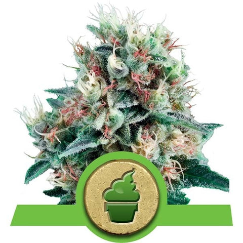 Royal Queen Seeds - Royal Creamatic - The JuicyJoint