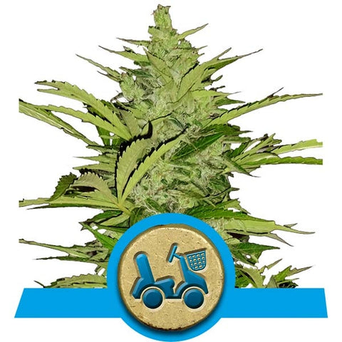 Royal Queen Seeds - Fast Eddy Automatic - The JuicyJoint
