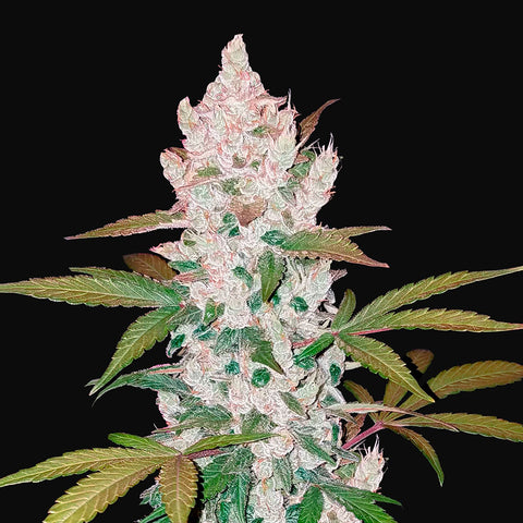 Fast Buds - Girl Scout Cookies Auto