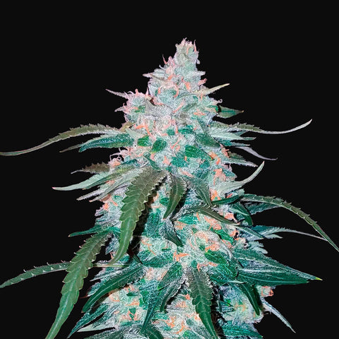 Fast Buds - Pineapple Express