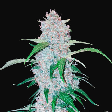 Fast Buds - Six Shooter