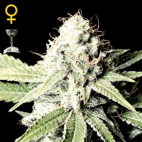 Green House Seeds - Great White Shark - The JuicyJoint